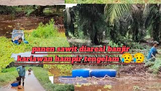 panen di areal banjir pemanen jatuh hampir tenggelam💪 [upl. by Schwab]