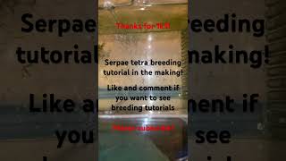 Serpae Tetra breeding tutorial Black neon tetra breeding fishbreeding aquarium aquariumfish [upl. by Virginia]