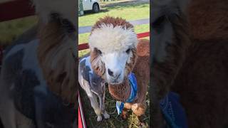 Catonsville Fall Festival petting zoo napoleondynamite [upl. by Sanburn319]