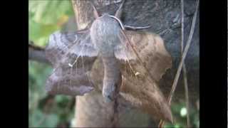 Poplar Hawk Moth Laothoe populi [upl. by Acsisnarf830]