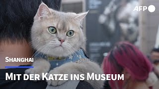 Mit der Katze ins Museum  AFP [upl. by Tracie]