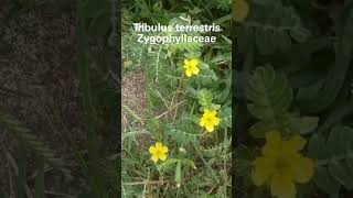 Tribulus terrestris Family Zygophyllaceae palleru chettu [upl. by Gracia]