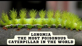 Lonomia The Most Poisonous Caterpillar in The World [upl. by Padget]