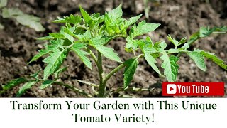 Transform Your Garden with This Unique Tomato Variety [upl. by Annavaj]