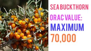 SEA BUCKTHORN BENEFITS IN TAMIL  Himalayan berry  Beauty berry [upl. by Ogir]