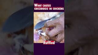 What causes coccidiosis in chickens 🤕😯 coccidiosis hens [upl. by Tova]