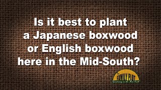 QampA – Is it best to plant Japanese boxwood or English boxwood in the MidSouth [upl. by Elton]