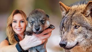 SUPER WOLFDOG PUPPIES  How to train  socialise them [upl. by Nileek]