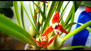 Maxillaria tenufolia Орхидея Максиллярия цветение пересадка [upl. by Auqinahs581]