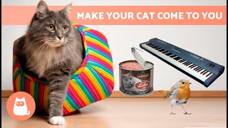 SOUNDS to ATTRACT CATS 📣🐈 Noises That Make Your Cat Run to You [upl. by Borras]