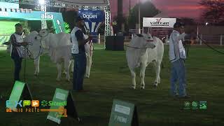 EXPO RIO PRETO 2024  TERÇAFEIRA  JULGAMENTO DA RAÇA NELORE [upl. by Alburg732]