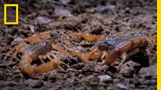 Cannibal Scorpions vs Shrew  National Geographic [upl. by Attennhoj]