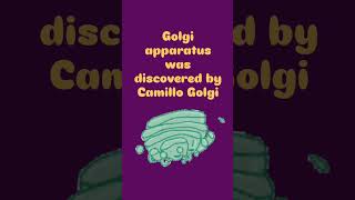 Golgi apparatus [upl. by Ninahs]