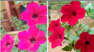 Petunia pink hot ന്റെ കുറച്ചു തൈകൾ sale നു റെഡി ആയിട്ടുണ്ടെ petunia pink hot online sale [upl. by Joscelin]