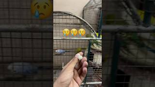 Budgies breed nahi kar rahe  budgiefood shorts review [upl. by Milah321]