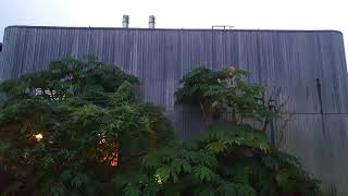 Pied wagtails roosting [upl. by Also]