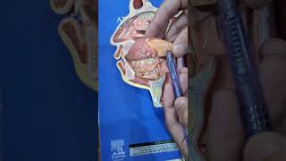 FACE AND NECK SAGITTAL SECTIONHEAD AND NECK ANATOMY REVIEW [upl. by Inaja]