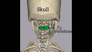 Vertebrae in our skeleton system shorts youtubeshorts skeletalsystem [upl. by Cinemod]