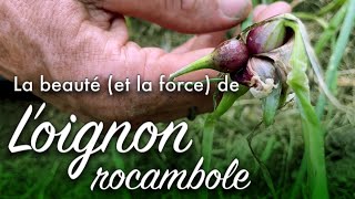 Cultiver la diversité au potager avec l’oignon rocambole [upl. by Nahshon576]