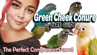 Green Cheek Conure Care  A Complete Guide [upl. by Dragon]