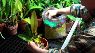 How to Repot an Orchid with Orchid Bark Potting Mix [upl. by Katusha]