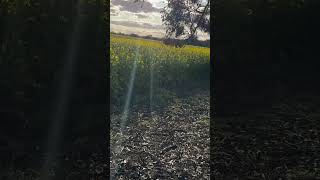 Canola fields [upl. by Assilram]