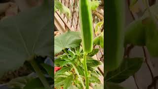 Growing Okra  Bhindi from seed [upl. by Jonny820]