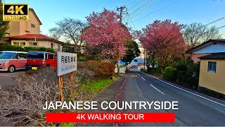 Early Cherry Blossoms in Japanese Countryside 2024  4K Walking Tour [upl. by Atinav]