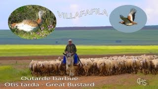 Les grandes Outardes de Villafafila Espagne [upl. by Kcam]