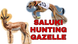 Saluki Hunting Gazelle dog racing [upl. by Franciska]