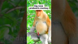 Big nose proboscis monkey 🐒 monkey funnyanimls animals [upl. by Ayotol]