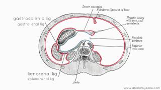 Peritoneal Cavity  Part 3  Anatomy Tutorial [upl. by Yesllek]