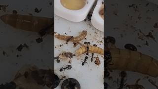 Alimentando mis Solenopsis Geminata mirmecologia ants hormigas [upl. by Ellennahc]