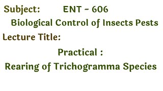 Practical Laboratory rearing of Trichogramma Species  Biological control  Trichogramma steps [upl. by Nwahsram]