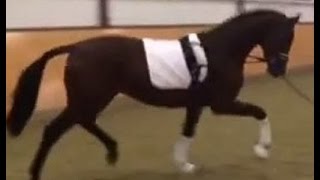 SOLD wwwsporthorsesonlinecom 2013 Hanoverian dressage stallion [upl. by Faria]