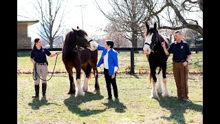 Beautiful impressive and green New Clydesdales have a lot to learn [upl. by Ellehsor]