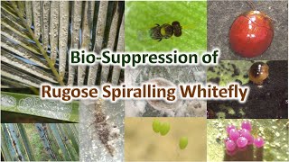 Rugose Spiralling White Fly [upl. by Falito]