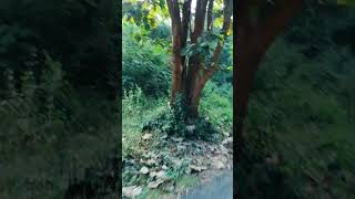 Pagal banade enjoy love song natural place MM RUDRA EXPRESS [upl. by Olnee679]