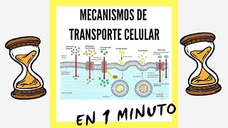 Mecanismos de Transporte Celular EN 1 MINUTO [upl. by Gabel256]