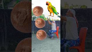 Rounding betelnuts to Duck Peacock Pigeon amp Parrot  Birds names magic video [upl. by Novhaj]