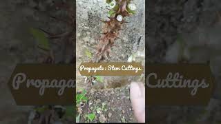 How to propagate  crown of Thorns  Stem Cutting  Low Maintenance Plant  hardy Plants sharts [upl. by Daht47]