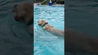 Dog Obsessed With Water Goes To A Waterpark  The Dodo [upl. by Anwahsiek88]