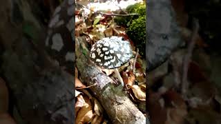 Coprinopsis picacea навозник дятловый [upl. by Inohs545]