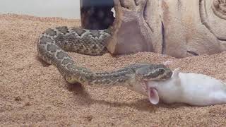 Satchmo the Mojave Rattlesnake Venom Makes Mouse Flip Out Live Venomous Snake Feeding [upl. by Anitan561]