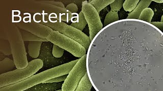 Bacteria Under a Microscope 1000x  2500x [upl. by Nnaj]