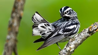 Black and White Warbler Bird 2024 [upl. by Subir249]