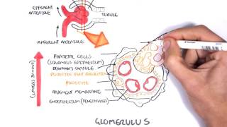 Nephrotic Syndrome  Types and pathology histology [upl. by Ecienaj281]