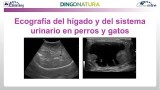 Curso AVEPA Elearning Ecografía del hígado y del sistema urinario en perros y gatos [upl. by Einre]