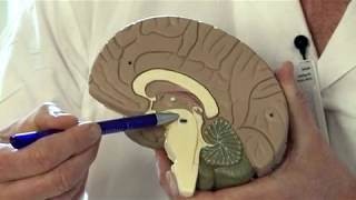 Parkinsons sykdom medikamentell og avansert behandling [upl. by Yelnoc344]