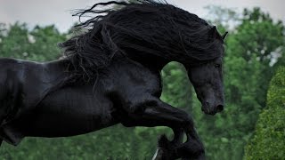 WATCH AND BE CAPTIVATED FRIESIAN STALLION FREDERIK THE GREAT [upl. by Tammany]